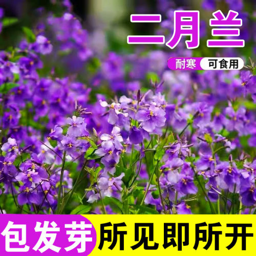 二月兰花种籽诸葛菜种子