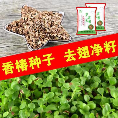 新香椿种子芽苗菜种子香椿苗种籽香椿净籽无土栽培红油香椿树苗