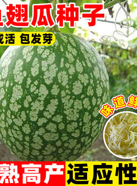 鱼翅瓜种子发财金丝绞瓜