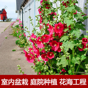 高大花卉一丈红蜀葵花种子春秋多年生宿根宿根花籽室外庭院花种子