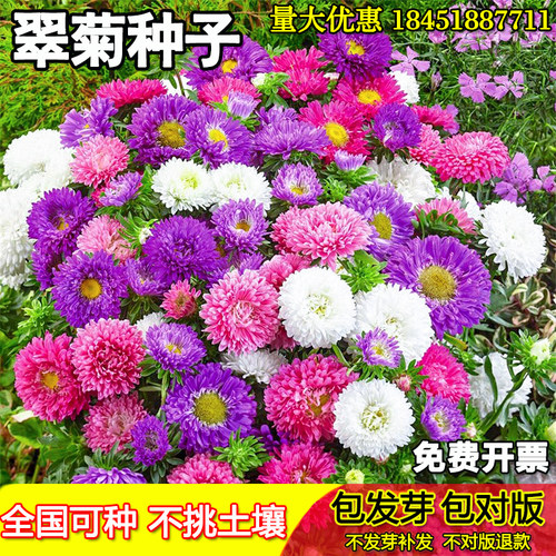 易活花卉菊花种子花量多花期长