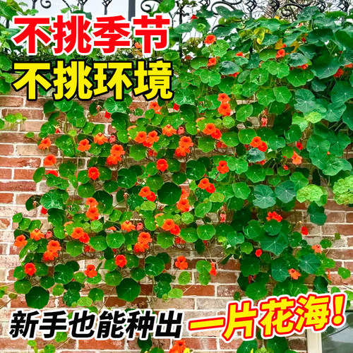 旱金莲花种子耐阴耐热易活垂吊爬藤旱荷花种籽室内阳台盆栽花种孑