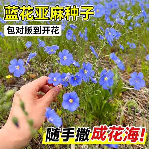 庭院道路室外耐寒宿根花卉四季兰花蓝花亚麻花种子籽小区乡村美化