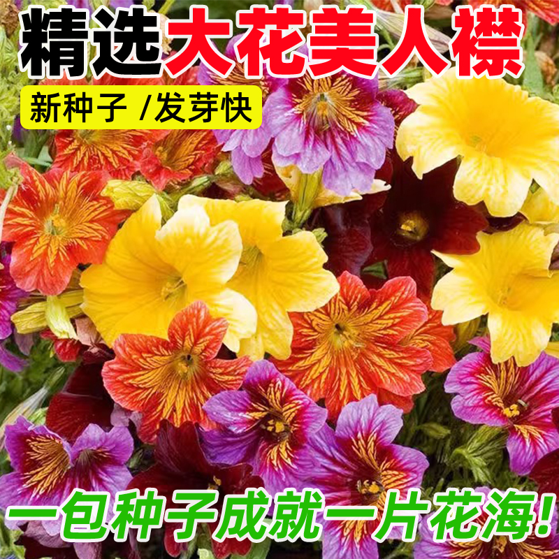 大花美人襟种籽朝颜花烟草复古智利喇叭花籽四季阳台庭院盆栽种子
