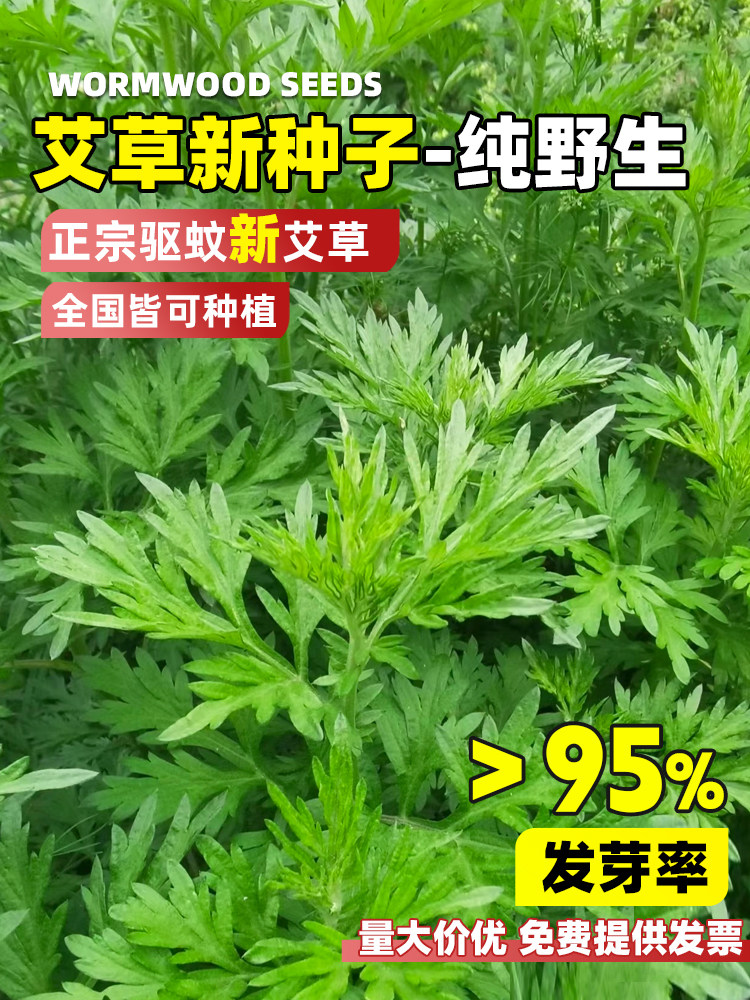 艾草艾叶靳种子籽野生香艾草药食家庭园艺种子