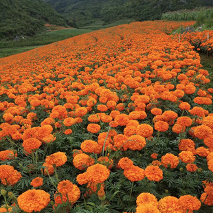 驱蚊花卉色素万寿菊F1种子矮杆很矮盆栽万寿菊花籽道路小区绿化播