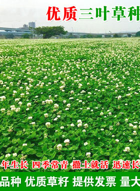 多年生草坪三叶草种子长不高夏秋
