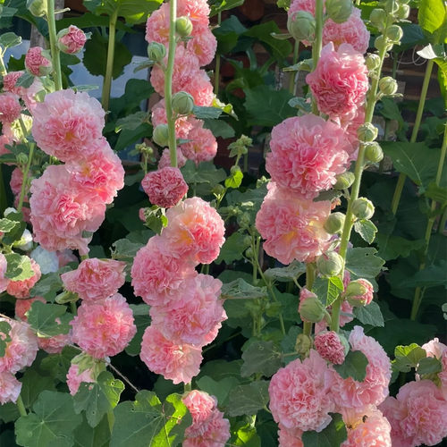 蜜果的球根小铺蜀葵花种混色