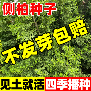 侧柏种子优质新采侧柏树种子柏树种子扁柏种子散装户外育苗林木籽