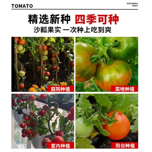 四季草莓西红柿种孑铁皮柿子种籽正宗丹东番茄种籽蔬菜苗沙瓤籽种