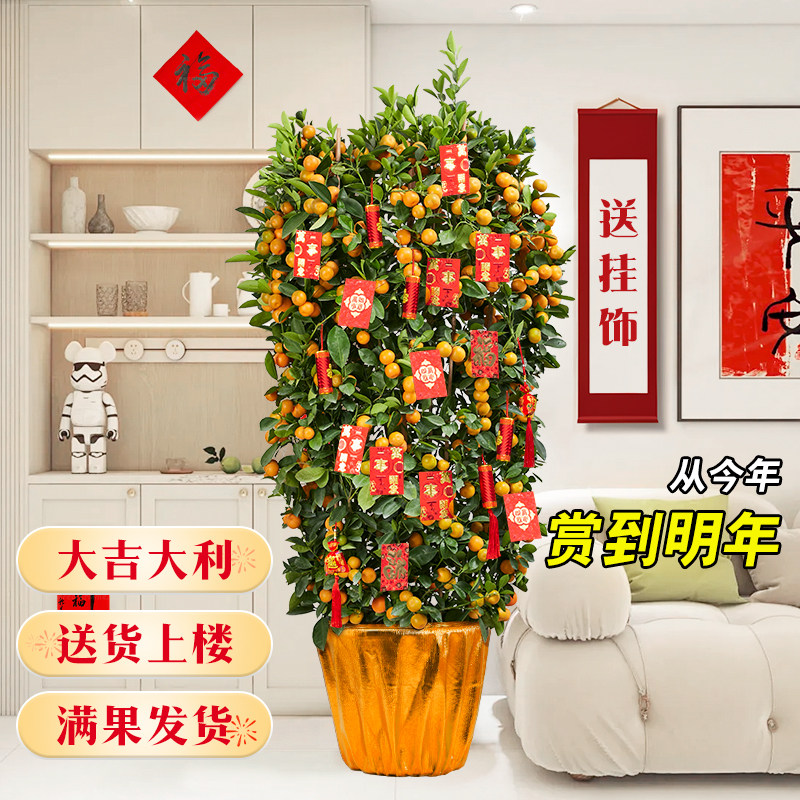 四季桔广东年桔带果盆栽新年客厅年宵花卉大型招财开业送礼金桔树,鲜花速递/花卉仿真/绿植园艺,大型绿植/成品组合盆栽,淘宝优惠券,粉丝福利购,淘宝优惠卷