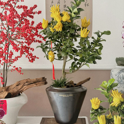 佛手树盆栽年宵花卉室内客厅植物金华佛手柑带果发货柑橘招财进宝