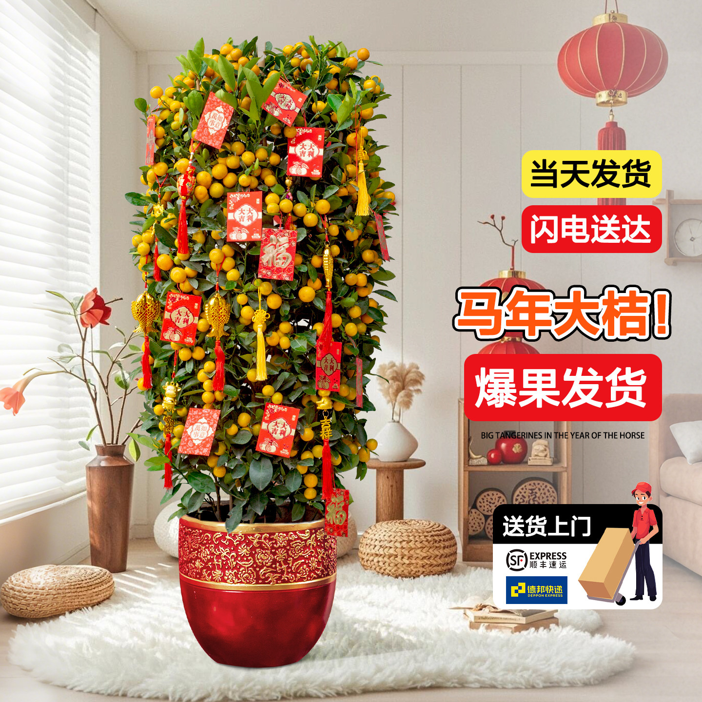 广州年桔盆栽带果四季桔新年客厅年宵花卉大型招财开业送礼金桔树,鲜花速递/花卉仿真/绿植园艺,大型绿植/成品组合盆栽,淘宝优惠券,粉丝福利购,淘宝优惠卷
