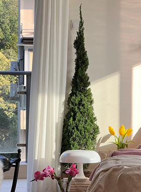 松树盆栽龙柏松柏圣诞树真树室内大型绿植北欧风客厅阳台氛围感