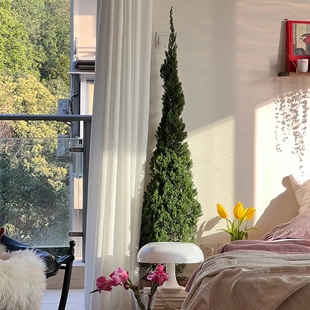 松树盆栽龙柏松柏圣诞树真树室内大型绿植北欧风客厅阳台氛围感