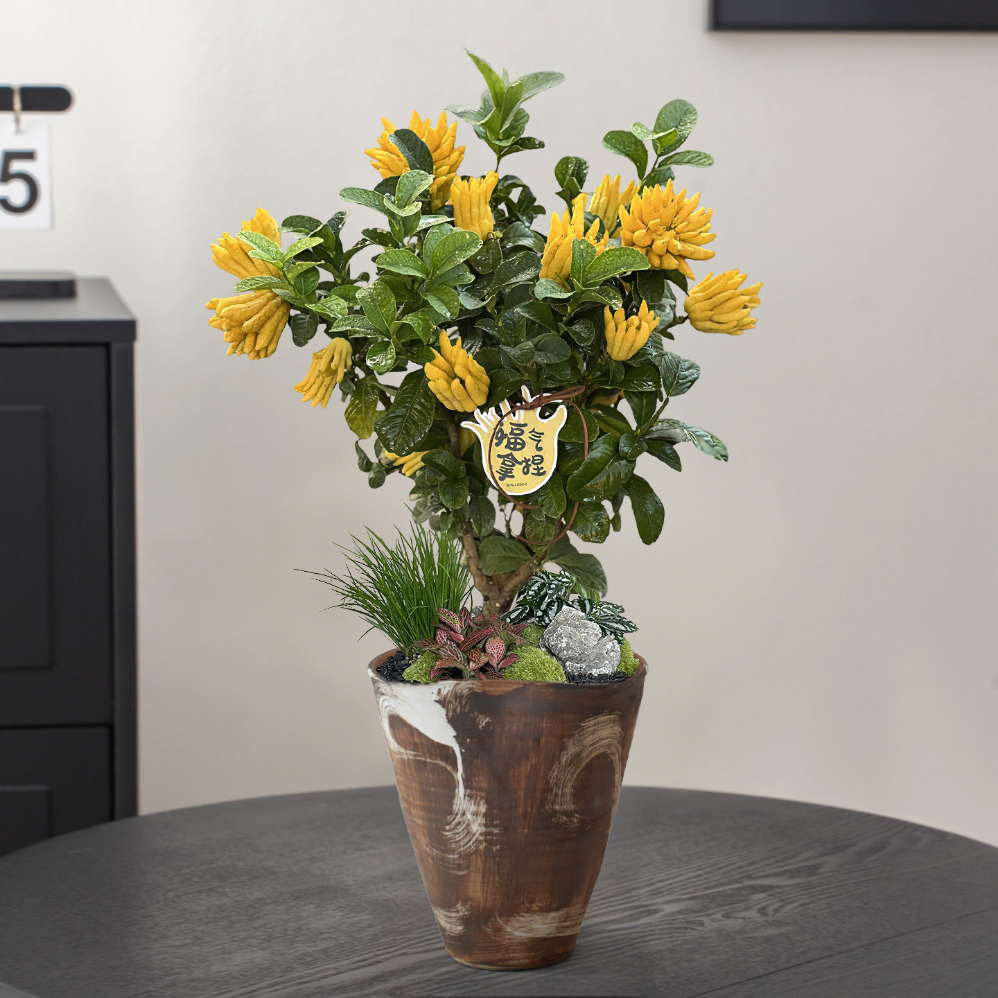 金华佛手树盆栽年宵花卉室内客厅植物金华佛手柑带果发货招财进宝