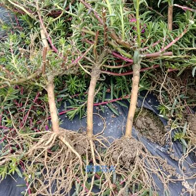 太阳花老桩多色重瓣多年生耐寒庭院阳台易养活当年开花植物太阳花