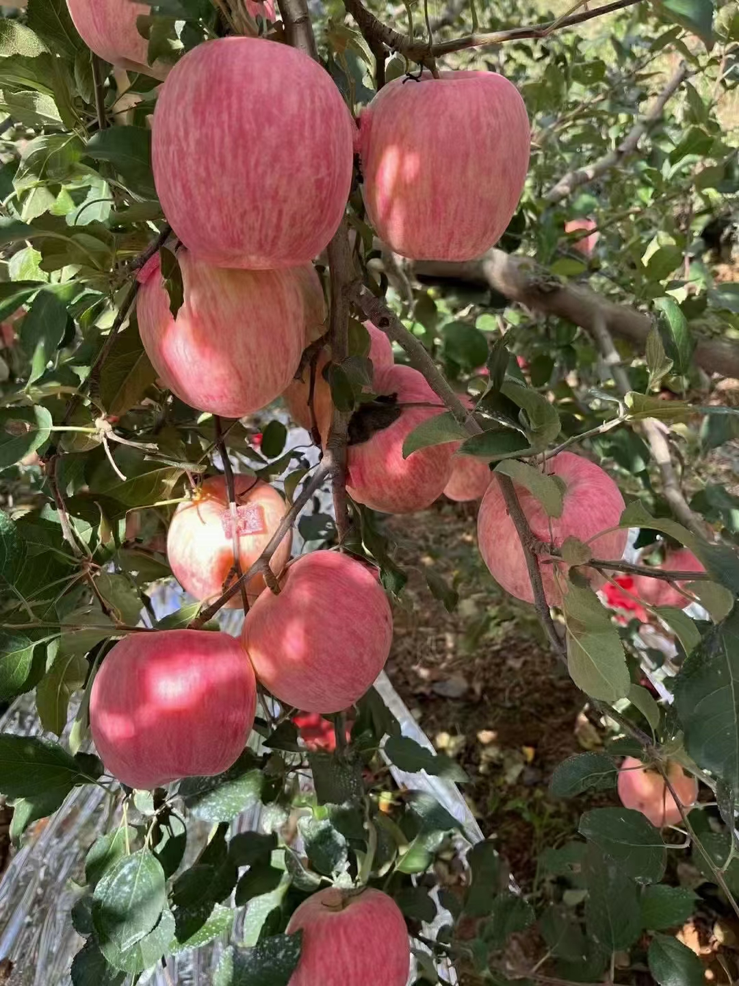烟台大樱桃红灯自家果园凉地美早