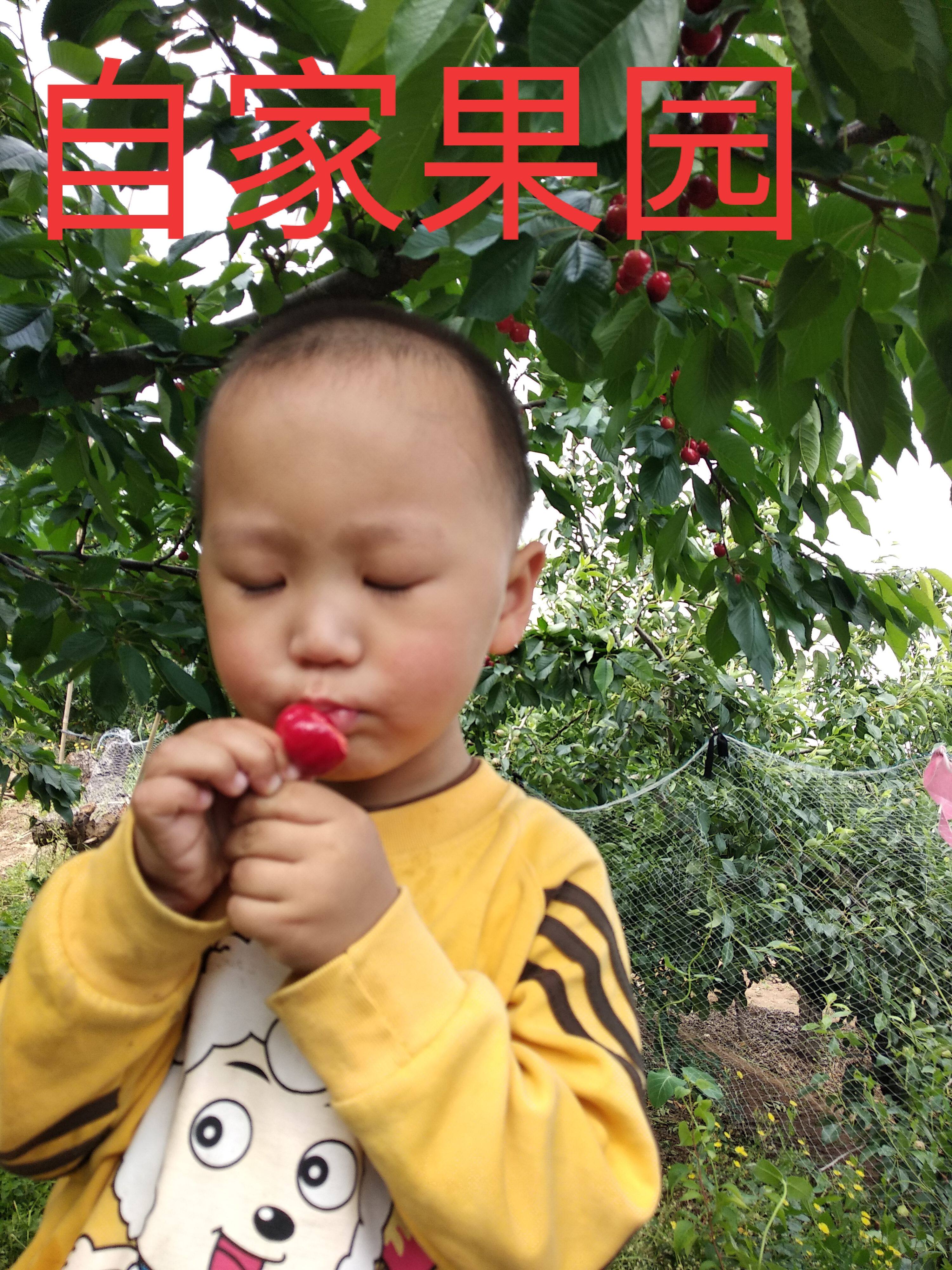 烟台凉地大樱桃露天自家果园产地直发美早孕妇水果顺丰包邮现摘