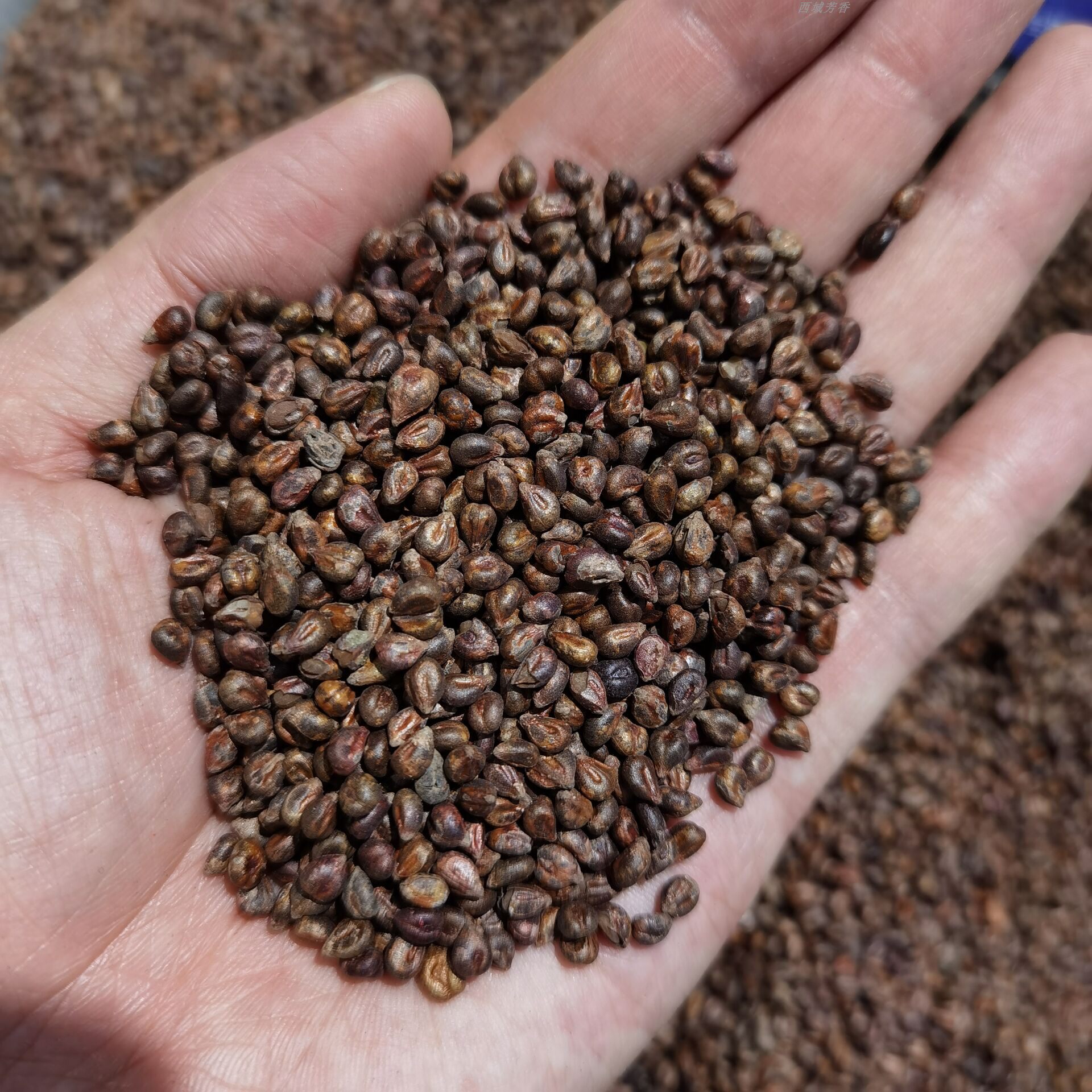 新疆葡萄籽女性无糖茶饮食用中药材磨粉冲茶食用可做白嫩面膜