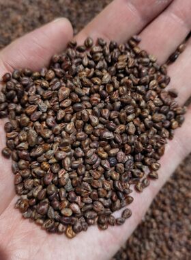 新疆葡萄籽干粒500克装