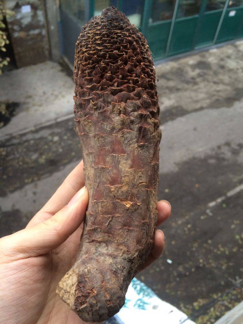 肉苁蓉新疆大芸整根鲜干片泡水沙漠人参管花肉苁蓉药材男性用泡酒