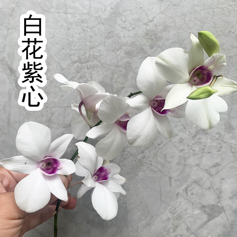 【老桩白花紫心】【剪花剑发货】泰国...