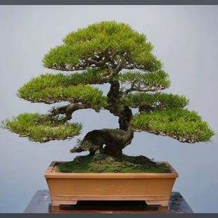 迎客松盆景花卉室内外四季常青耐寒松树盆景地栽盆栽罗汉松盆景