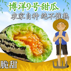 现摘山东博洋9号甜瓜花皮羊角应季新鲜水果当季蜜瓜香瓜喻屯10斤