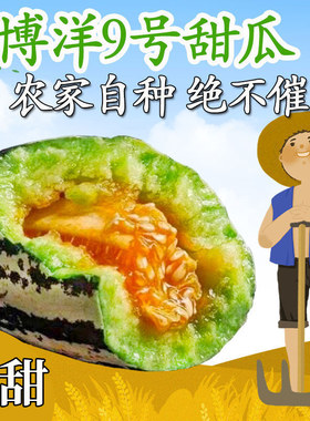 现摘高成熟度果博洋9号甜瓜