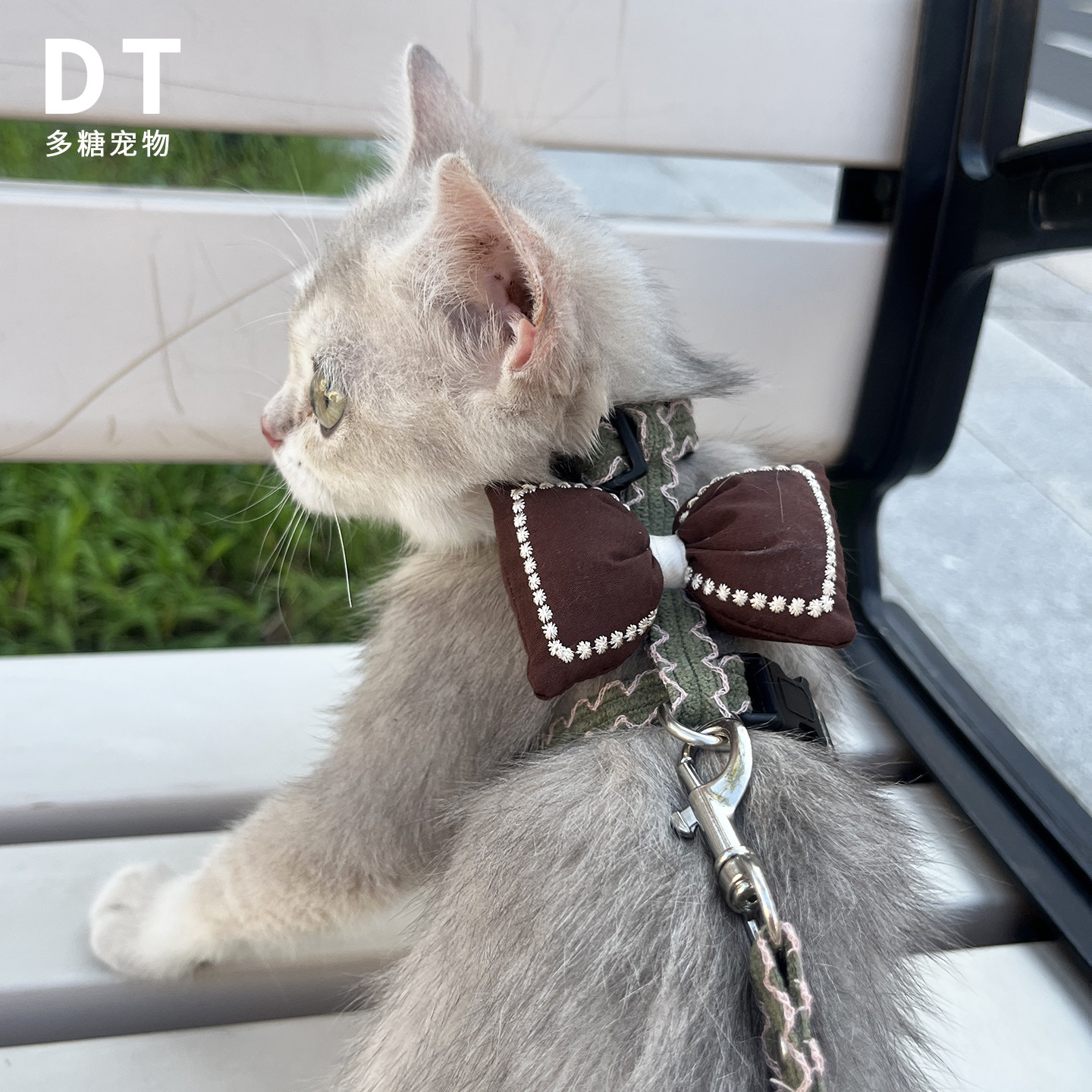 超小码奶猫牵引绳德文猫艾比外出遛猫绳可爱小体宠物茶杯犬兔子绳