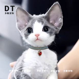 choker牛仔复古猫咪项圈德文无毛猫项链狗项圈宠物阿比猫项圈铃铛