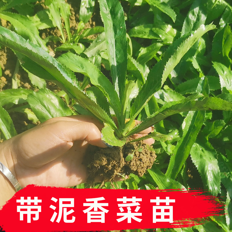 带根带泥大香菜苗云南泰国大芫茜越南老缅刺大芫荽种子野香菜-封面