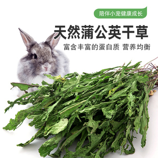 天然蒲公英草兔子荷兰猪龙猫干草牧草成兔幼兔饲料宠物零食50g