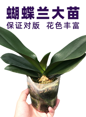 大苗蝴蝶兰花苗基地自产保证对版花色齐全持续更新新品种
