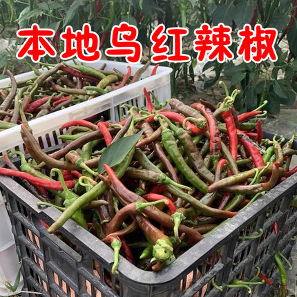 青乌紫红本地辣椒农家自种薄皮辣子湖南新鲜特辣露天蔬菜麻阳特产
