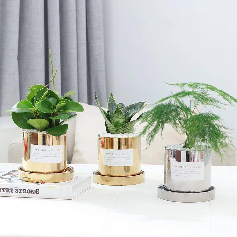 Left meters| Northern Europe golden Gold-plated Flower pot Metal plating Tray Floral organ ins style Succulent desktop Green plantin the Flower delivery/Flowers simulation/Plants gardening , Vase/Flower/Flowerpot/Flower (New) , Flowerpot  category - from Buy2taobao.com to provide professional Taobao agent buy service
