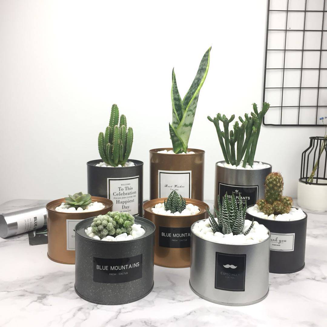 Left meters| Northern Europe Industrial wind Metallic color Succulent Flower pot ins Cactus Plant Evergreen Succulent plantsin the Flower delivery/Flowers simulation/Plants gardening , Vase/Flower/Flowerpot/Flower (New) , Flowerpot  category - from Buy2taobao.com to provide professional Taobao agent buy service
