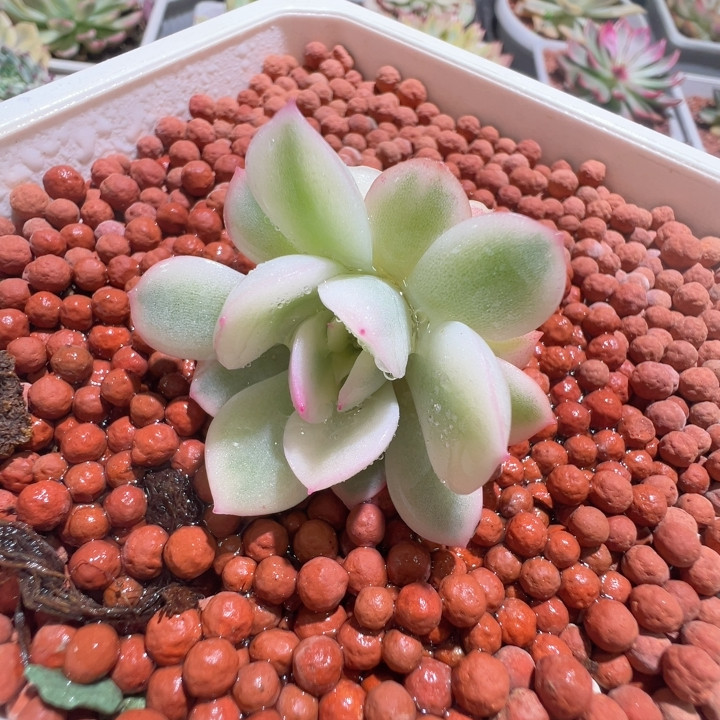 雨燕座锦，覆轮锦加两个全锦小头,鲜花速递/花卉仿真/绿植园艺,多肉植物,淘宝优惠券,粉丝福利购,淘宝优惠卷
