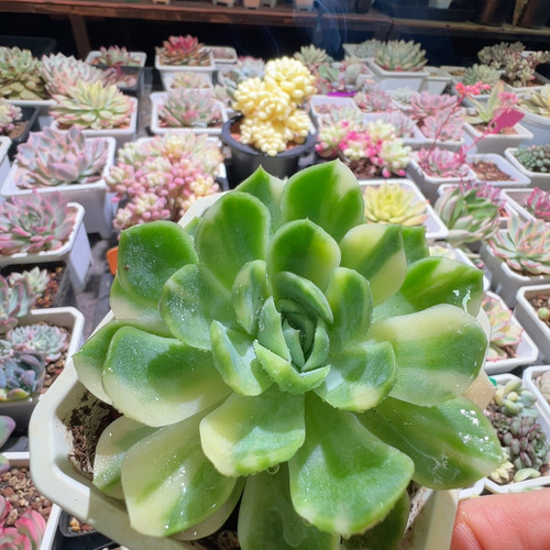 贝瑞锦，白花脸拉丝锦