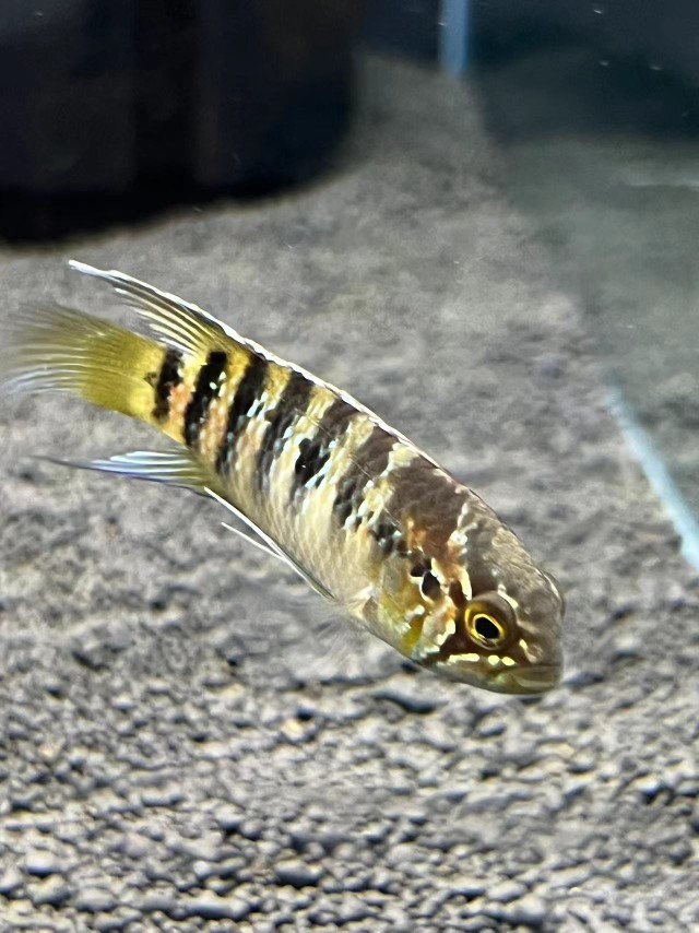 【玺轩水族xixuanshuizu】龙纹短鲷集邮灯鱼热带观赏鱼草缸南美缸