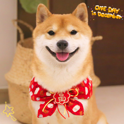 狗狗喜庆开运围巾新年结婚围脖