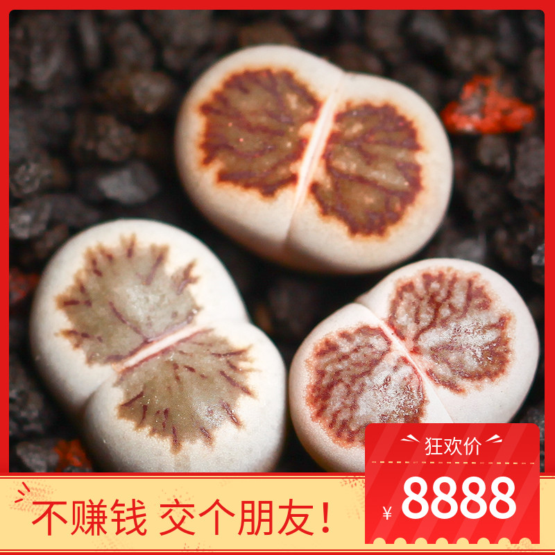 菊纹章生石花多肉植物稀有贵货小屁股花石头pp石生花组合盆栽多肉