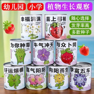 种植小盆栽礼物栽培罐头花罐头植物桌面好养种子草莓向日葵种植