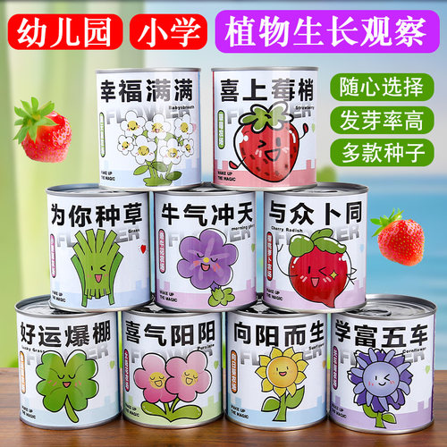 种植小盆栽礼物栽培罐头花罐头植物桌面好养种子草莓向日葵种植