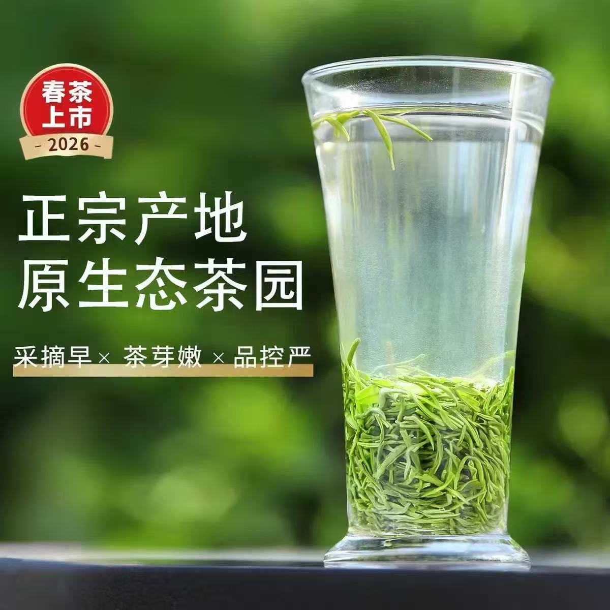 茶叶绿茶信阳毛尖2026新茶春茶浓香耐泡口粮茶250g
