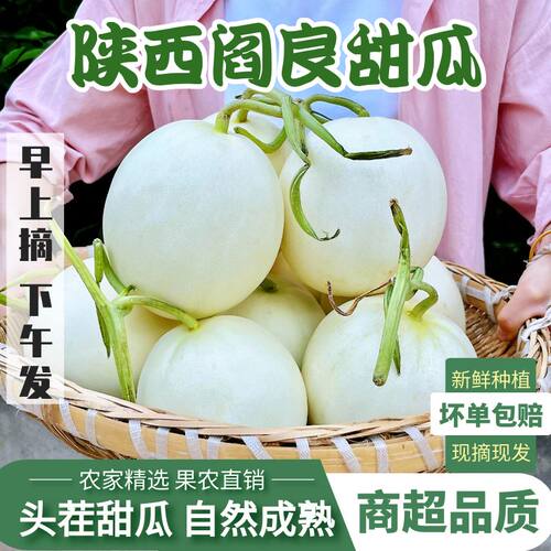 陕西阎良头茬甜瓜新鲜小籽甜瓜