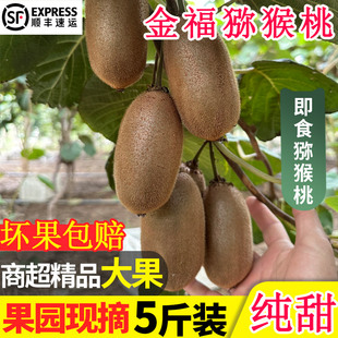 陕西周至金福猕猴桃新鲜大果孕妇水果绿心奇异果礼盒5斤顺丰包邮
