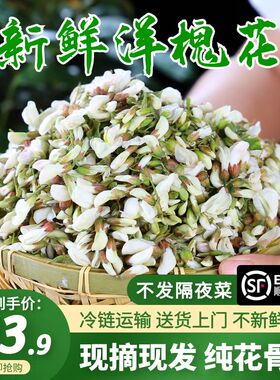 2026年新鲜洋槐花现摘现发农家野生蔬菜花骨朵苞4斤刺杨槐花蒸菜