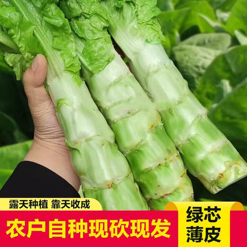 四川农家自种露天现砍绿皮土莴笋